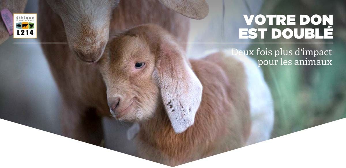 Votre don, 2 fois plus efficace pour les animaux