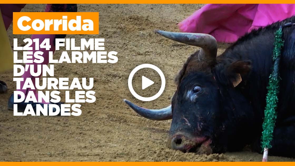 Vidéo d'enquête sur la corrida