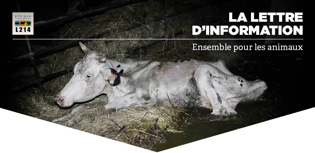 Lettre d'info L214