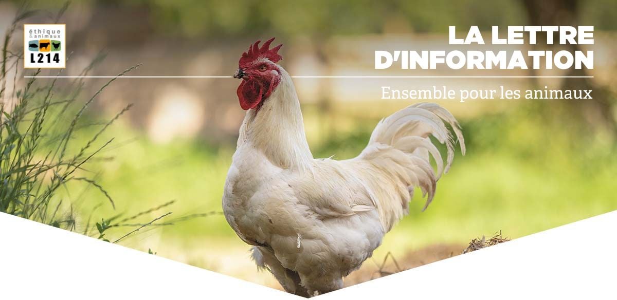 Lettre d'info L214