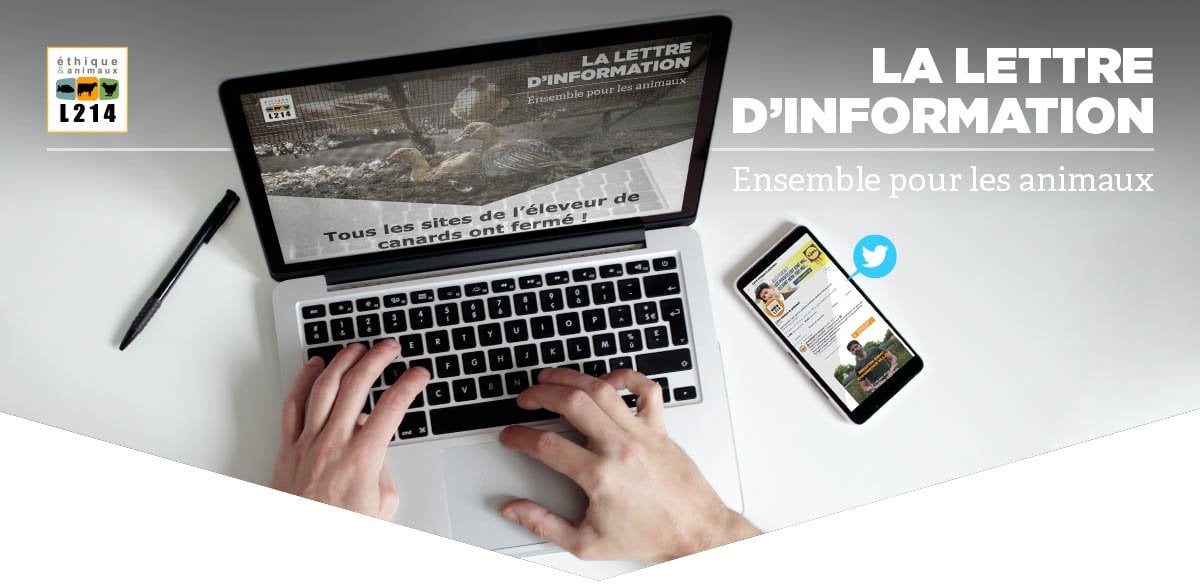 Les offres d'emploi