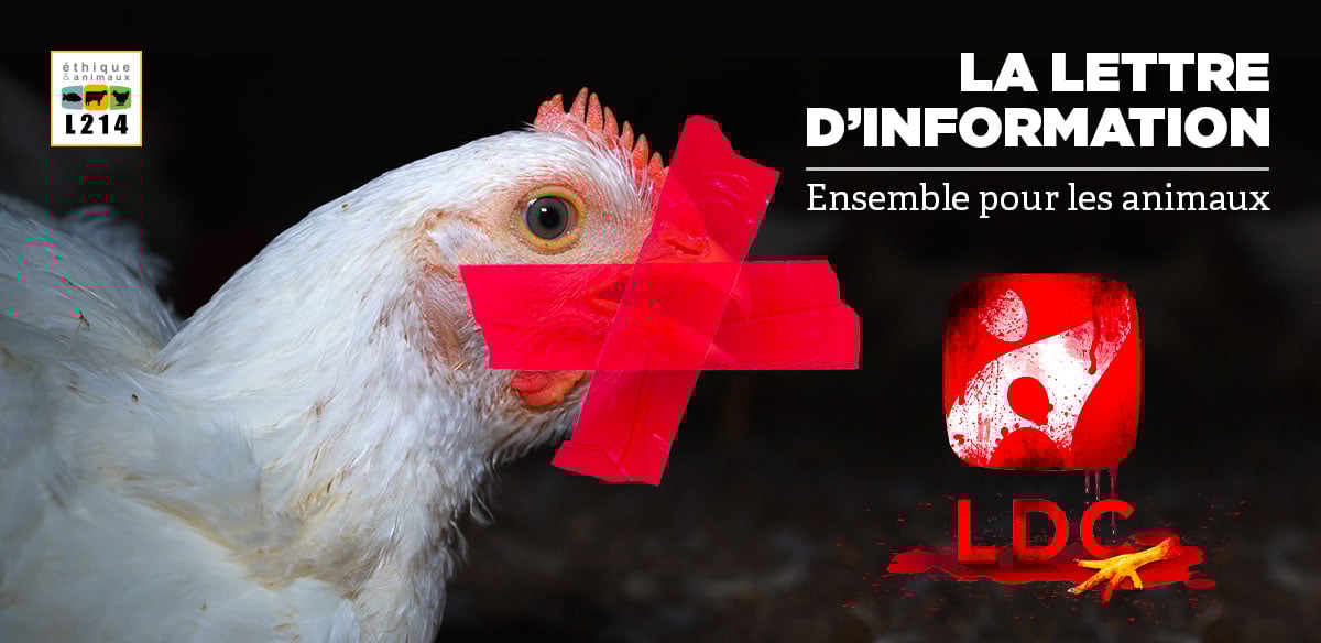 Lettre d'info L214