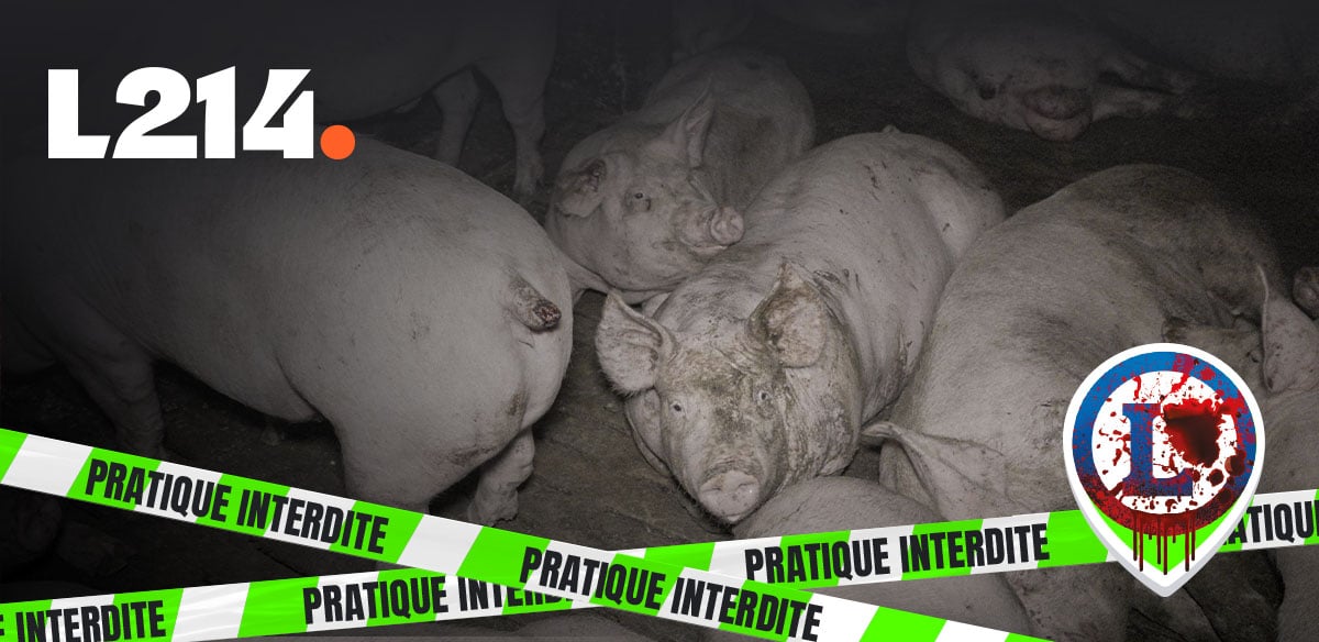 Lettre d'info L214