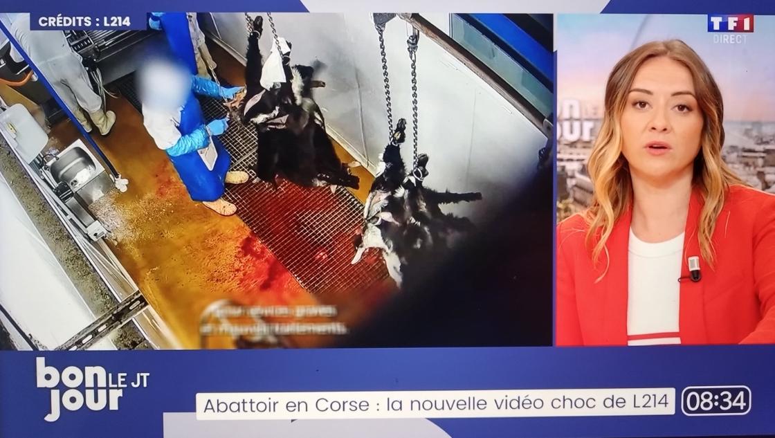 Journal télévisé de TF1